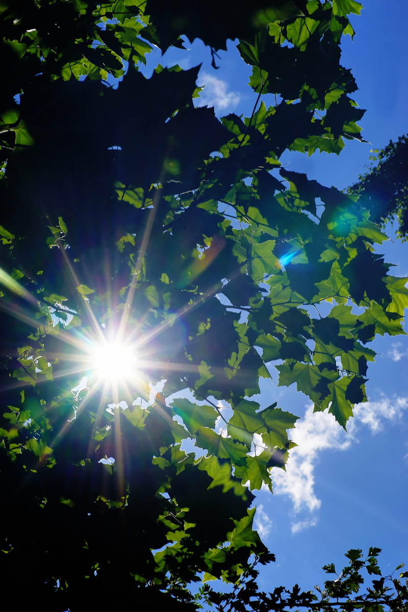 low angle view, foliage, lens flare, sunbeam, cloud - sky, day, 5K, leaf, back light, sunny, sunlight, plant, beauty in nature, mood, growth, green tree