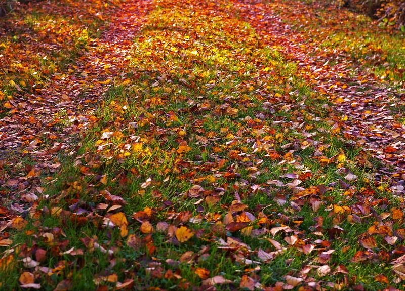 forest path, plant part, land, late summer, autumn gold, beauty in nature, rest, leaves in the autumn, 2K, colorful, background, four seasons, landscape