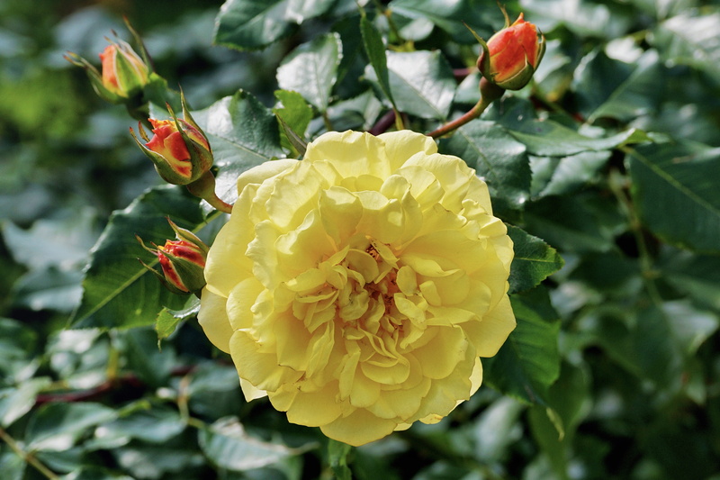 vulnerability, beauty in nature, flower, outdoors, flower garden, beautiful, freshness, plant, nature, close-up, focus on foreground, red, close, yellow flowers