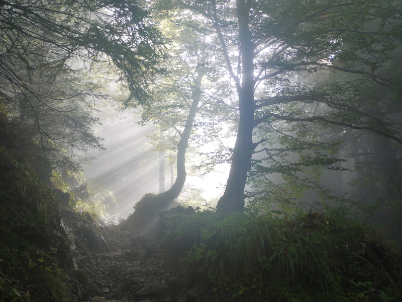 scenics, home garden, bavaria, in the early morning, mysticism, tranquil scene, 2K, forest, rest, branch, growth, silent, outdoors, low angle view, silhouette