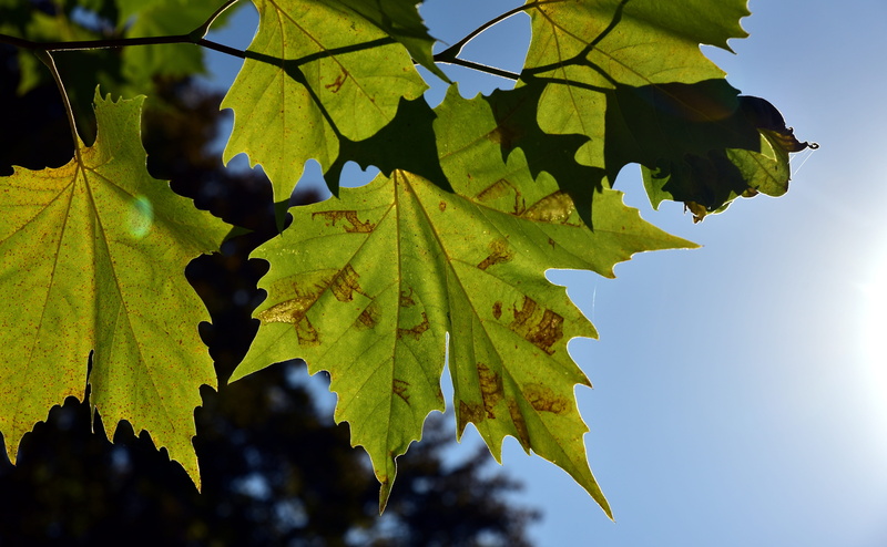 fall foliage, plant part, close-up, sky, close up, tree, forest, emerge, autumn colours, low angle view, leaf, focus on foreground, 5K, leaves, mood, late summer