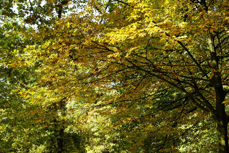 tree, natural condition, branch, light, trees, landscape, tree canopy, beauty in nature, outdoors, nature, scenics - nature, magic, day, plant, 5K, low angle view