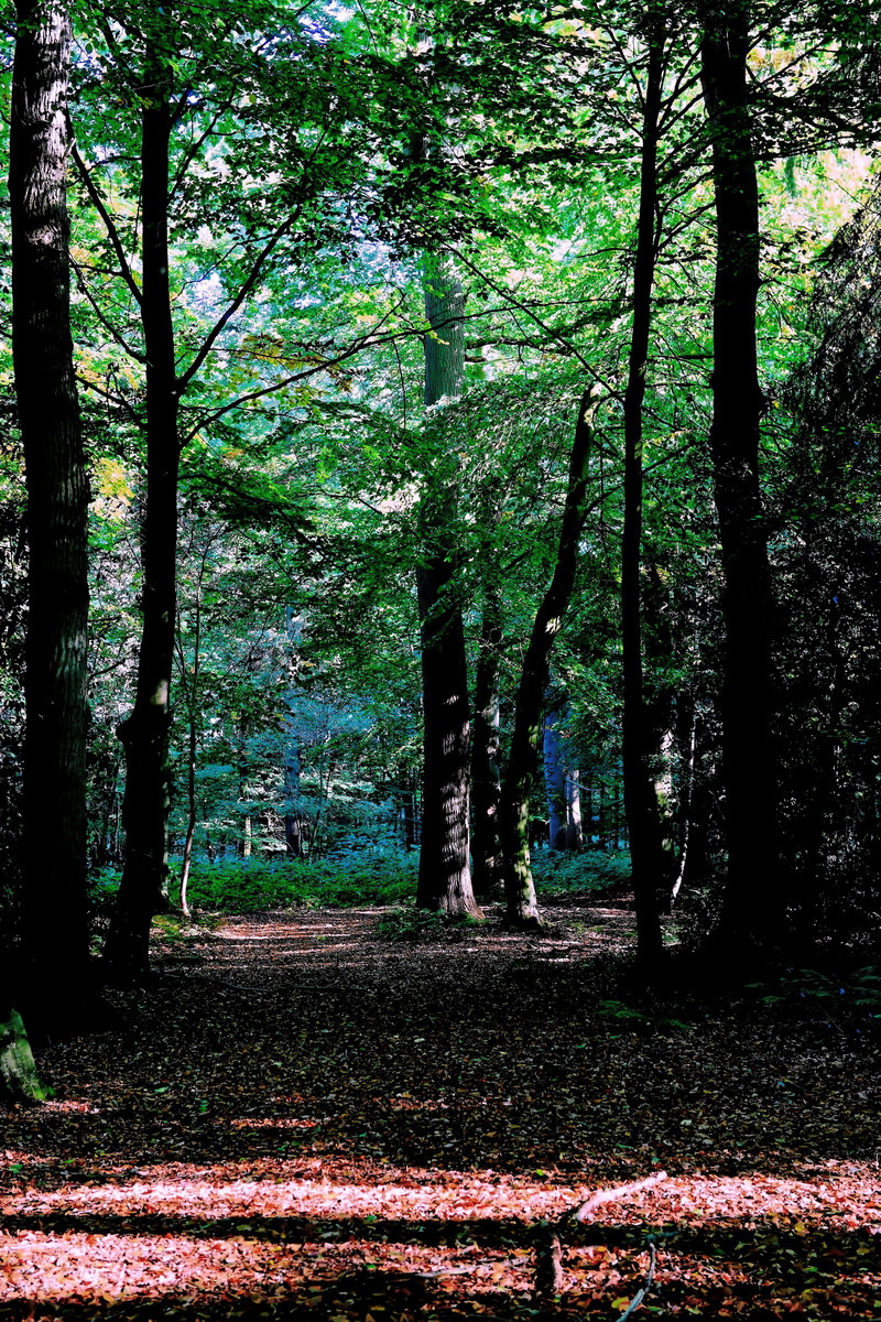 tree, urach, trunk, growth, day, woods, late summer, idyllic, tree trunk, landscape, mood, tranquility, forest path, trees, leaves, beauty in nature, sunbeam