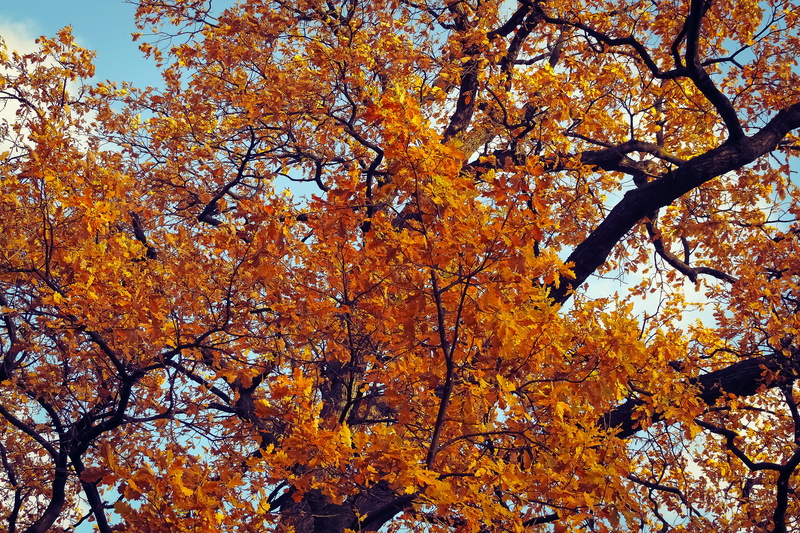 outdoors, autumn, plant part, landscape, fall, beauty in nature, season, forest, maple leaf, tranquil scene, nature, low angle view, fall color, scenics - nature