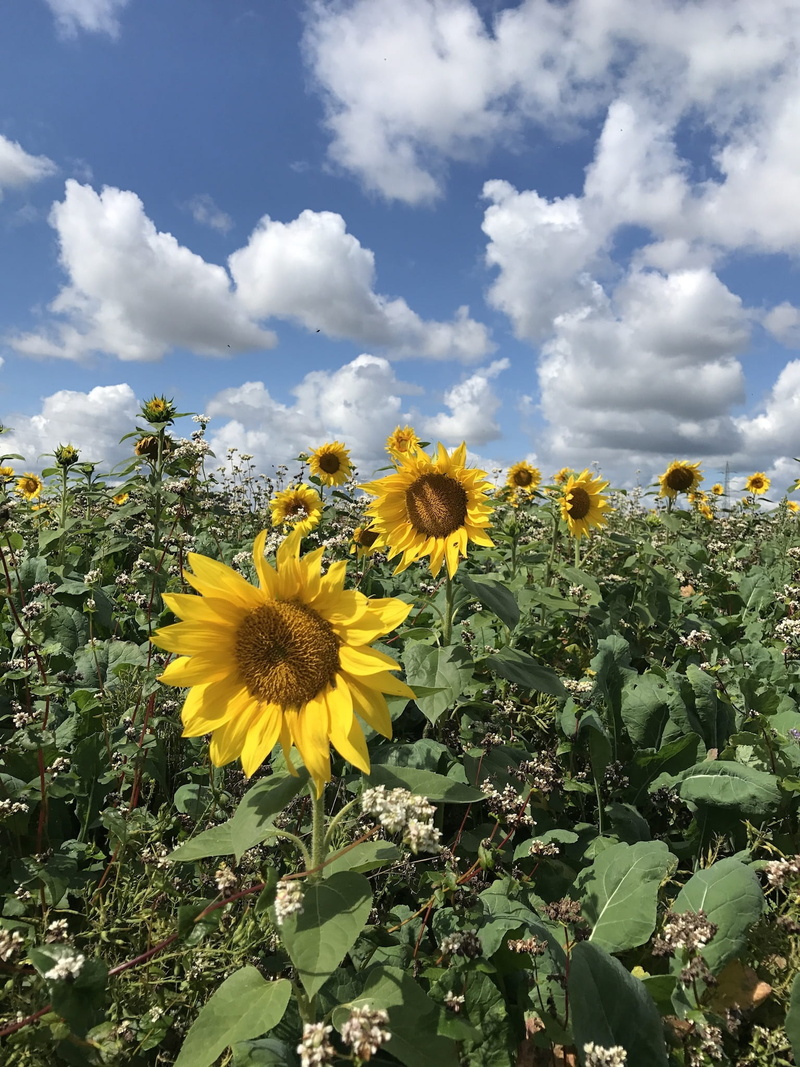 outdoors, petal, sunflower, beauty in nature, fragility, flora, nature, sunflower field, wild plants, sun flower, flower, growth, landscape, day, freshness