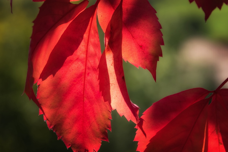 red, fragility, leaf, no people, late summer, change, flower head, inflorescence, growth, sun, plant part, light, discoloration, outdoors, beauty in nature