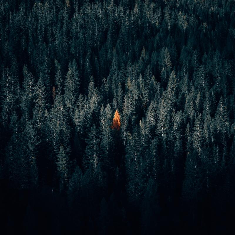 fir tree, solitary, winter, plant, nature, wildlife, pine tree, no people, woodland, pine, christmas tree, focu, tranquil scene, beauty in nature, amount