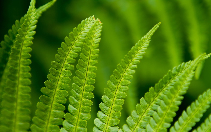 nature, green, 1080P, farn, plant