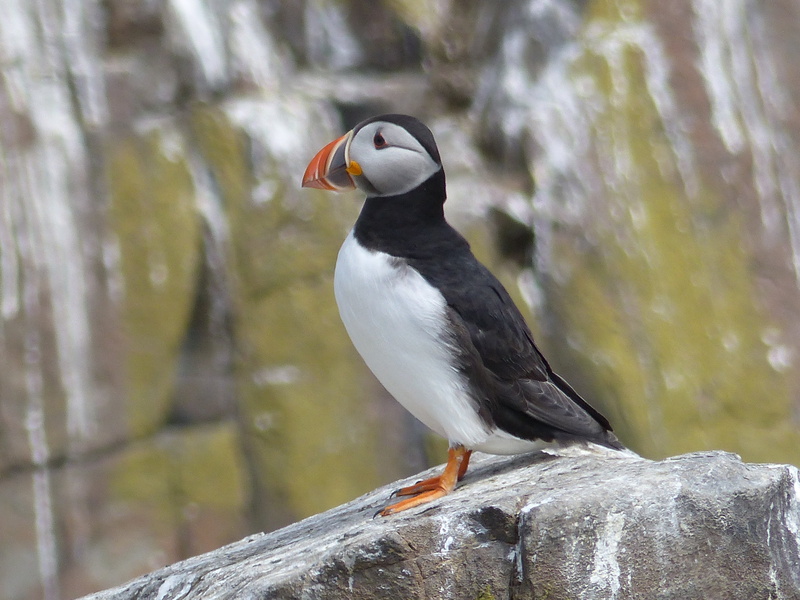 National Trust, beak, Puffin, white, focus, animals In The Wild, black, rock, wildlife, black bird, 4K, Northumberland, shallow, Seahouses, animal, bird