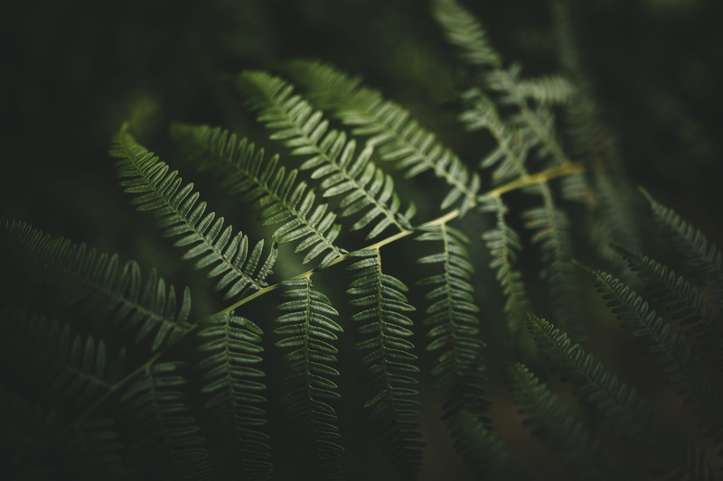 lush Foliage, summer, tree, vignette, pattern, wood, leaves, backgrounds, abstract, leaf, green, close-up, beauty In Nature, woodland, plant, environment