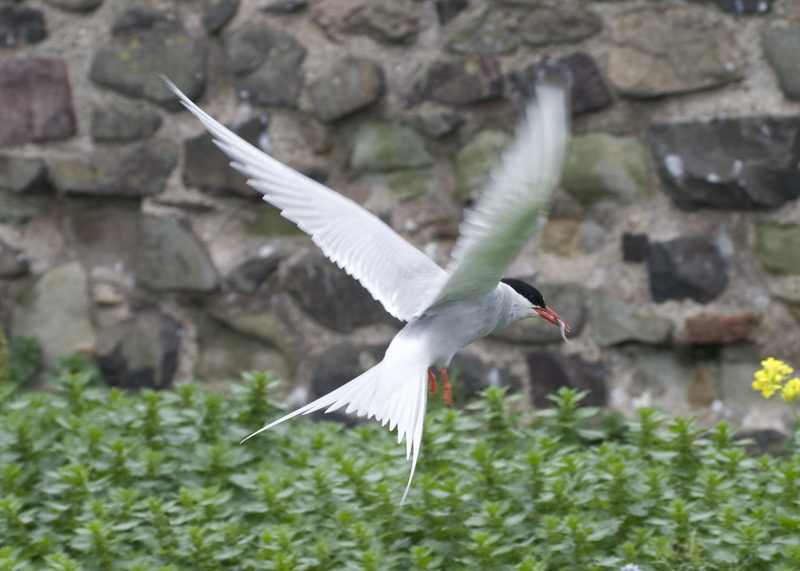 animal wildlife, no people, england, animals in the wild, outdoors, motion, nature, wings, focus on foreground, worm, spread wings, plant, 2K, seagull