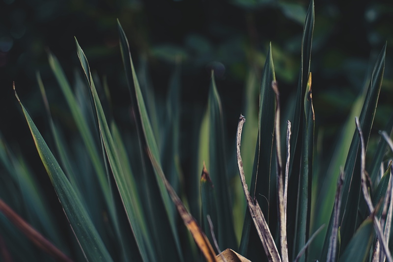 5K, strong, dry, focus on foreground, nature, outdoors, plant part, tranquility, animal wildlife, photography, no people, farn, land, garden, shallow