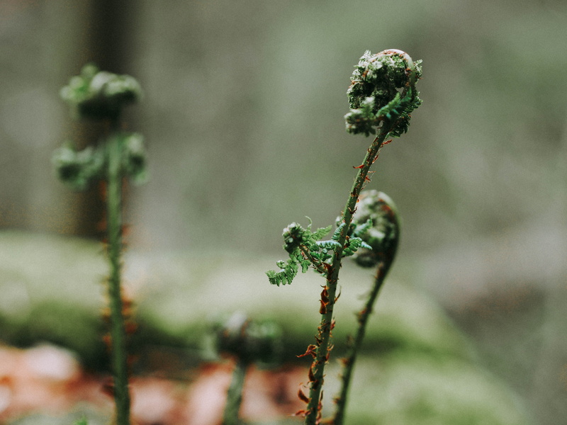 lichen, farn, selective focus, close-up, plant, botany, focus, focus on foreground, freshness, green, flower, flowering plant, fiddlehead, leaf, ends, outdoors