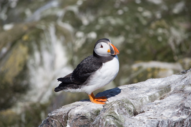 flowing water, day, farne, seabird, isle, wildlife, vertebrate, puffin, sea, water, seagull, one animal, rock - object, 5K, nature, animal wildlife, bird