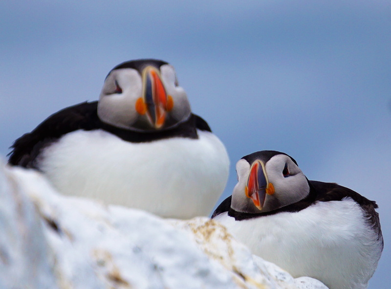 fisheye, partridge, sky, animal themes, animal body part, hound, clear sky, puffin, vertebrate, mammal, pet, puffins, group of animals, canine, nature