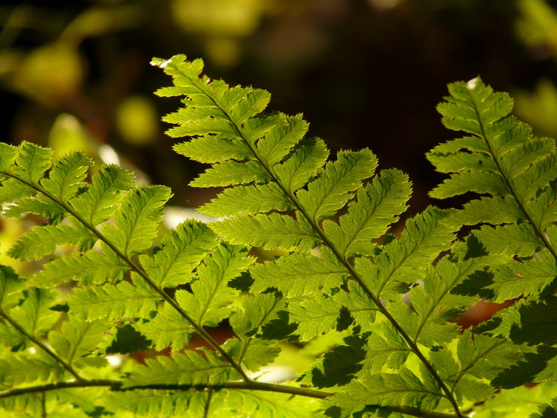 growth, plant, 2K, back light, fern, shine through, real farn, food and drink, sunlight, color, seem, outdoors, no people, green color, close-up, plant part