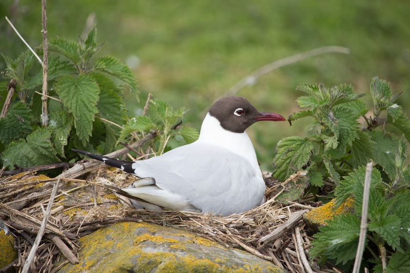 perching, green color, black-headed, young animal, outdoors, wildlife, animal nest, animal themes, adult, no people, vertebrate, sea, plant part, day, bird nest
