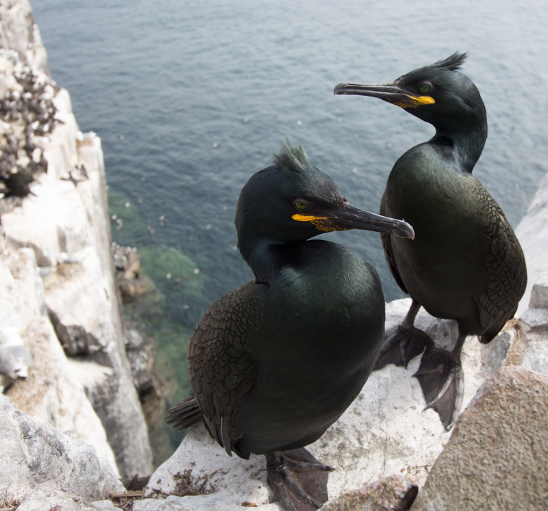 no people, outdoors, 2K, solid, group of animals, wildlife, lake, farne, phalacrocorax, animal wildlife, rock - object, day, vertebrate, ornithology, coast