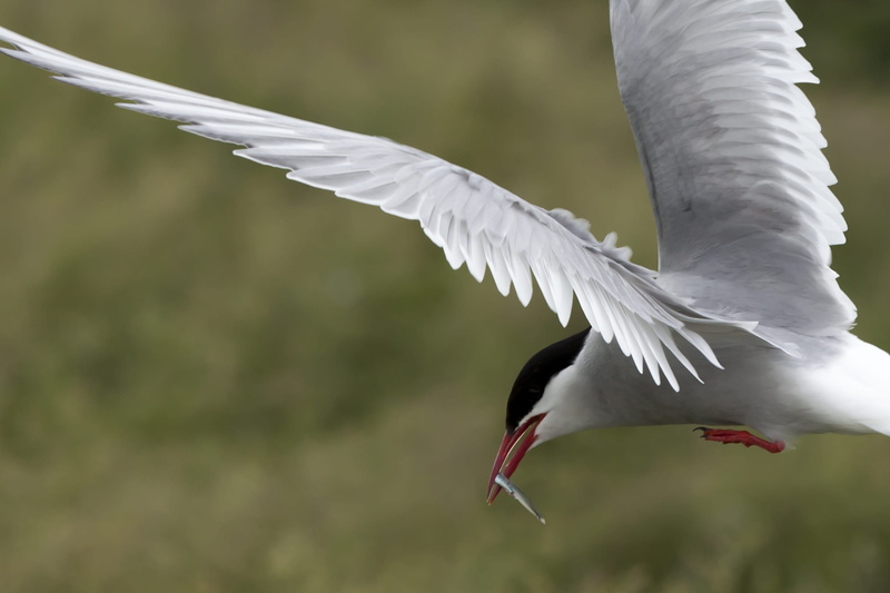mid-air, animal wing, animal themes, animal body part, beauty in nature, flapping, farne isles, focus on foreground, vertebrate, white color, wildlife