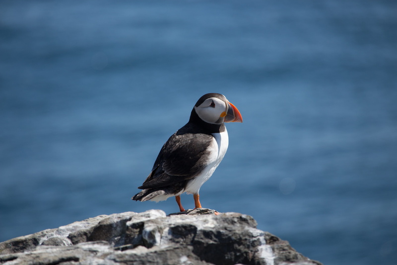 Sea, rock - object, solid, Seabird, animal, animal wildlife, water, Farne, animals in the wild, Bird, outdoors, perching, nature, Puffin, day, wildlife