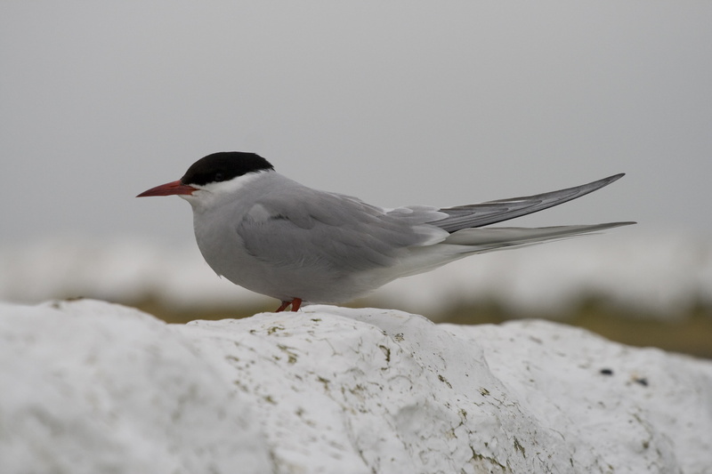 bird, cold temperature, fauna, vertebrate, full length, one animal, nature, aves, day, tern, farne islands, animal wildlife, seagull, winter, outdoors