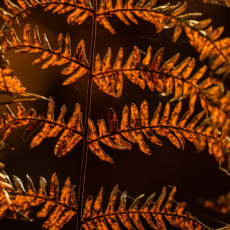 herbst, plant part, nature, farn, brown, season, leaf, sun, autumn, selective focus, creativity, beauty in nature, architecture, close-up, no people, plant