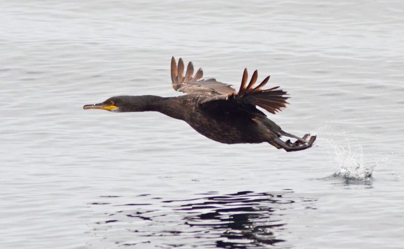 lake, animal wildlife, farne islands, no people, outdoors, united kingdom, waterfront, animal, bird, bitd, flying, 2K, wildlife, motion, beauty in nature