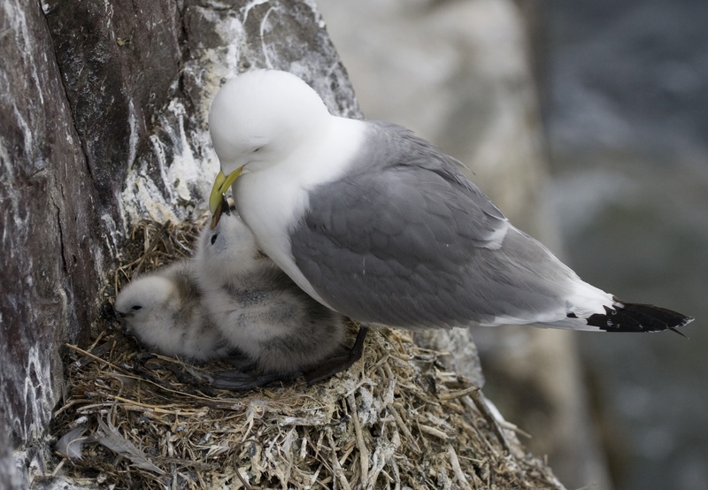 2K, animal nest, beak, focus on foreground, animal themes, animal wildlife, close-up, one animal, plant, chicks, vertebrate, farne islands, no people