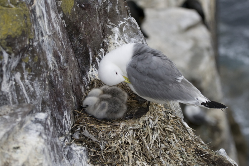 tree, close-up, gull, nest, animal, vertebrate, tree trunk, bird nest, the farne islands, england, plant, perching, 4K, day, focus on foreground, chicks