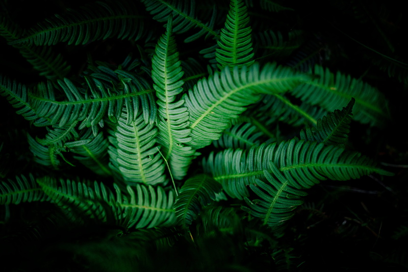 farn, 5K, growth, land, day, garden, rainforest, no people, natural pattern, view, woodland, dark, plant, top, beauty in nature, nature, full frame, compound
