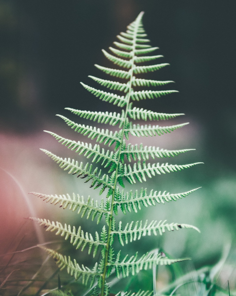 coniferous tree, vibes, no people, focus on foreground, 2K, beauty in nature, close-up, green, day, leaf, grass, farn, forest, fragility, selective focus
