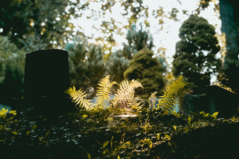 beauty in nature, sunlight, focus on foreground, wireless technology, sonnenuntergang, close-up, leaves, communication, technology, nature, selective focus