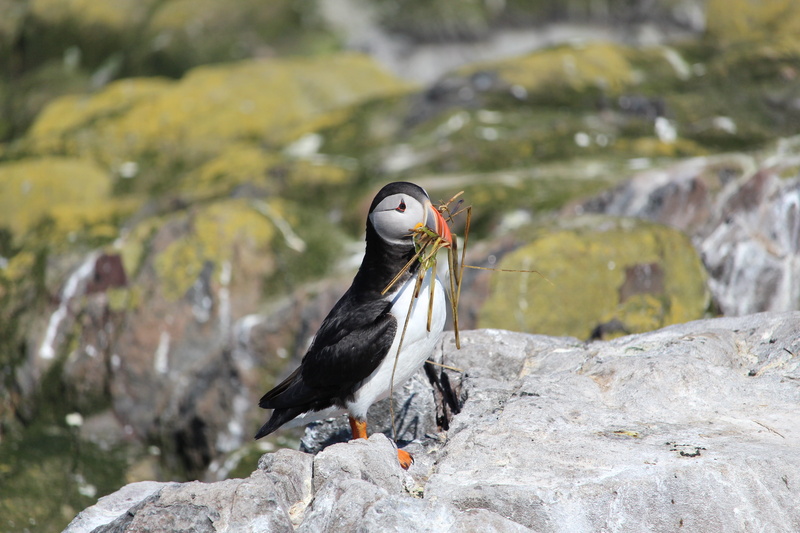 nature, solid, flowing water, perching, Puffin, Nesting, beauty in nature, bird, black color, one animal, no people, animal themes, ornithology, outdoors
