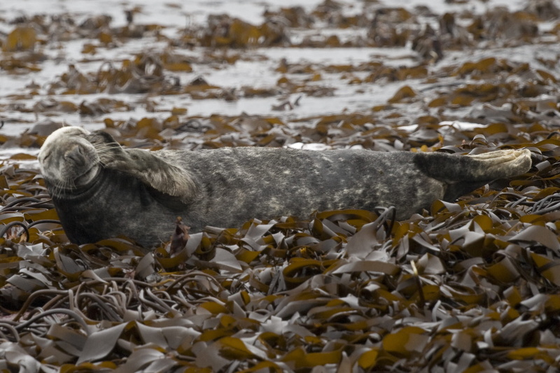 animal wildlife, animal themes, 1080P, beach, primate, relaxing, outdoors, animal family, high angle view, bird, farne islands, one animal, young animal