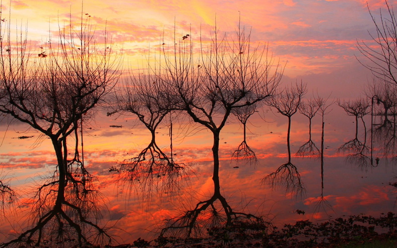 sillhouette, artistic, trees, hd, 2K, nature