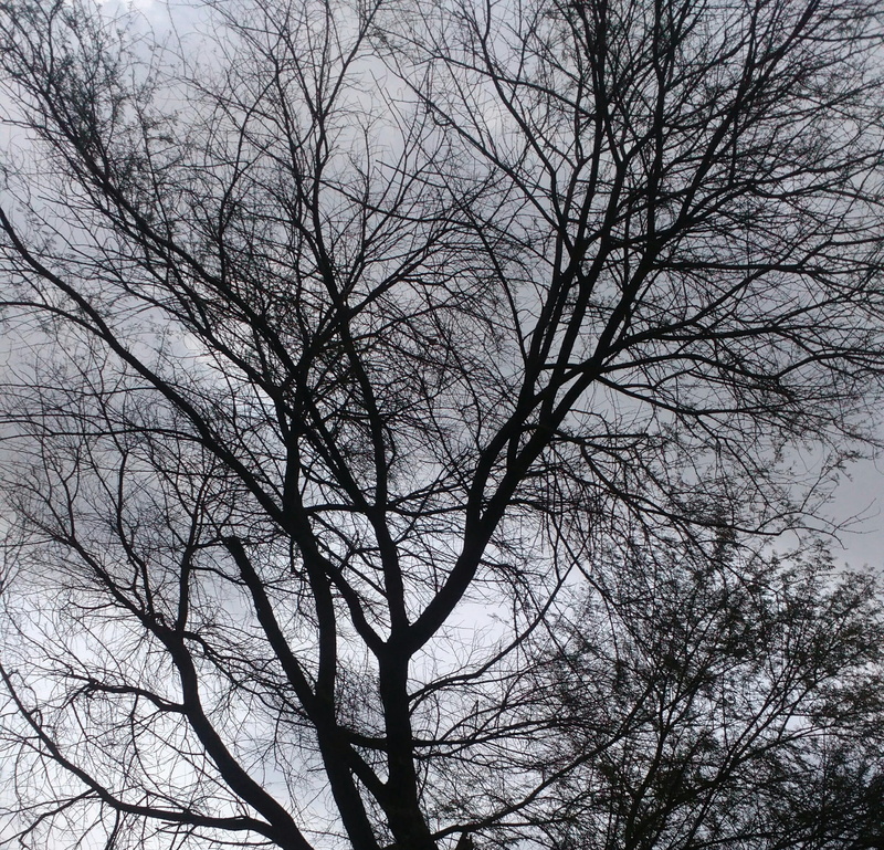 tree, no people, natural, tranquil scene, forest, nature, sky, low angle view, vachellia nilotica, 1080P, spooky, tree trunk, silhouette, tree canopy
