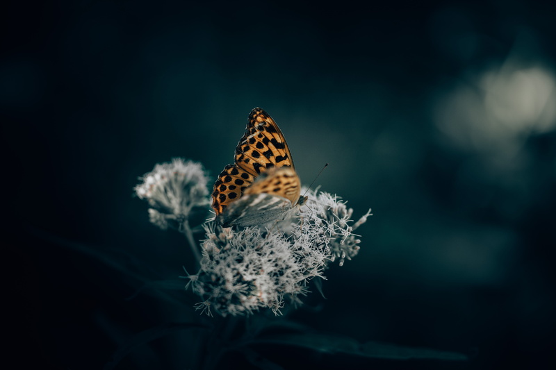 close-up, butterfly, focus, beauty In Nature, mood, photography, selective, spot, perched, plant, backgrounds, 5K, vibrant Color, animal Wing, macro, orange