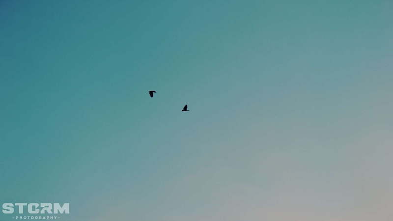day, copy space, love, animal themes, 1080P, birds, Peace, vertebrate, animal, Sillhouette, beauty in nature, bird, low angle view, animals in the wild