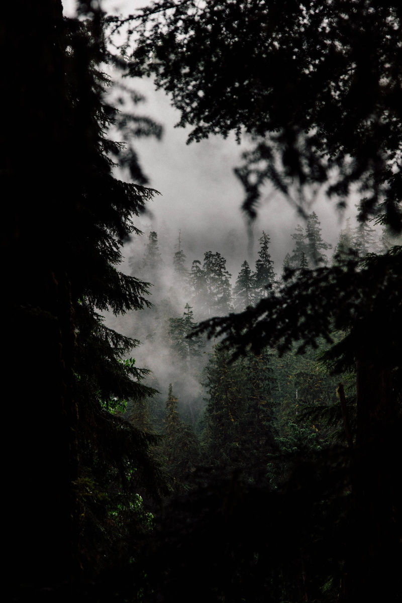 silhouette, top, horror, misty, landscape, light, moody, green, tranquil Scene, no People, 4K, gray, black And White, tree, beauty In Nature, outdoors