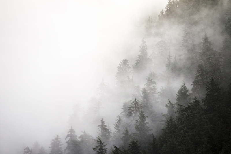 clouds, trees, scenics - nature, tranquil scene, outdoors, hill, evergreen tree, landscape, fog, covered, foggy, alaska, sky, mist, photo, grayscale, beauty in nature