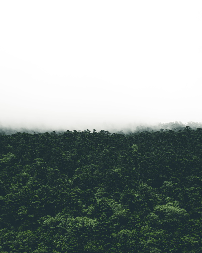 trees, mist, green color, environment, non-urban scene, cloudy, cloud forest, foggy, landscape, photo, fog, mountain, outdoors, photography, day, nature