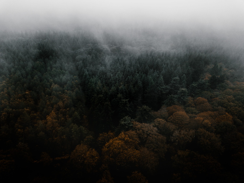 leaf, daytime, treetop, season, sunlight, fog, cloud - Sky, tranquil Scene, background, forest, mountain, landscape, foggy, non-Urban Scene, color Image