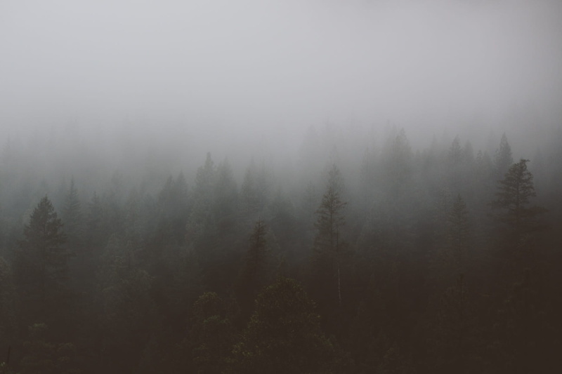 outdoors, environment, land, sky, cold - Temperature, forest, 720P, foggy, woodland, coniferous tree, tranquility, tranquil scene, beauty In Nature, non-Urban Scene