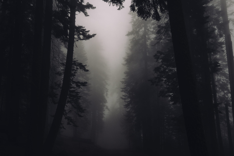 non-urban scene, outdoors, angle, fog, cloud, outdoor, low, tranquil scene, photo, 4K, evening, trees, forest, mystery, nature, mystic, californium, silhouette