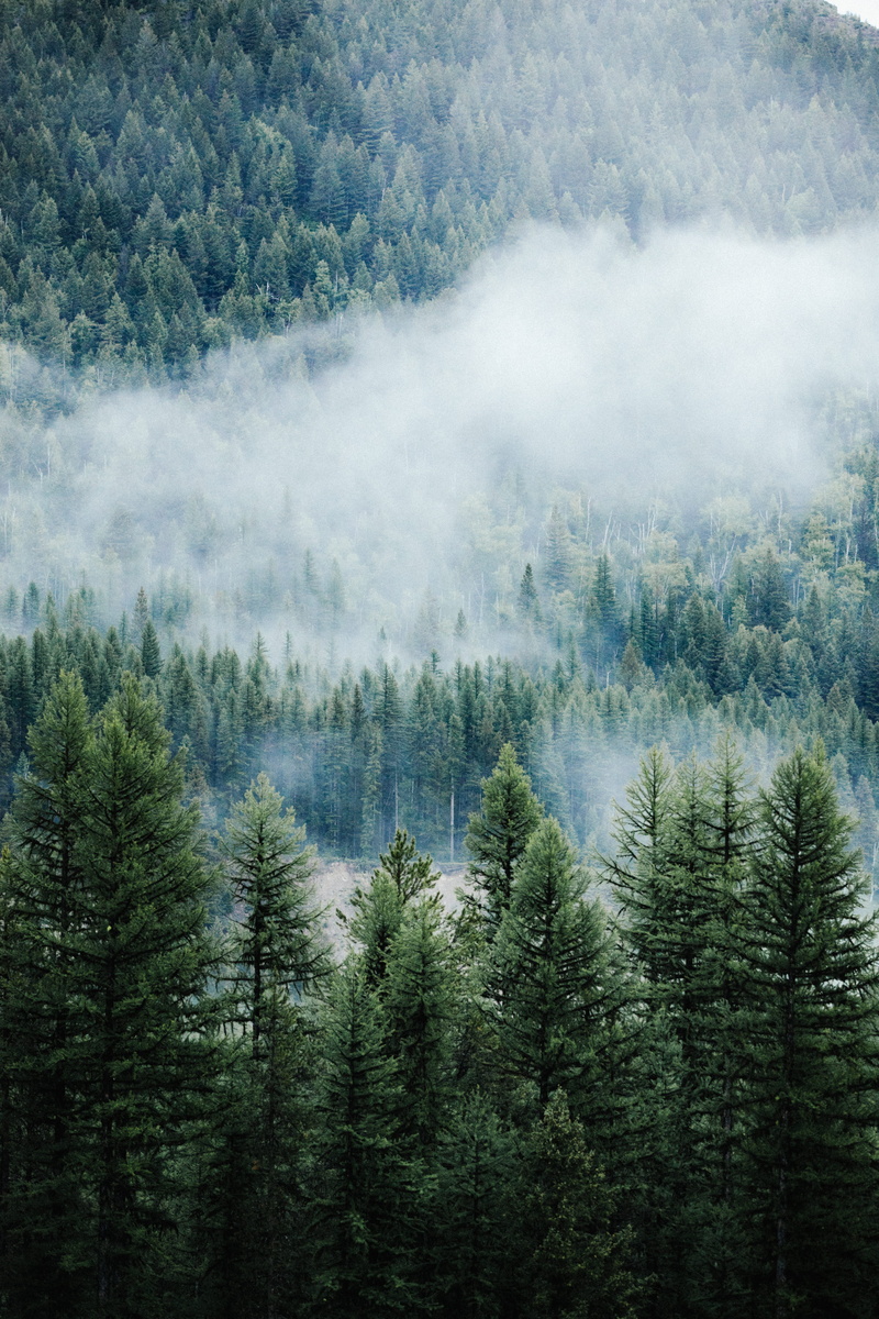 cloud, scenics, nature, snow, mountain Peak, foggy mountain, european Alps, pine Tree, woodland, pine, escape, fog, 5K, evergreen Tree, outdoors, tranquil Scene
