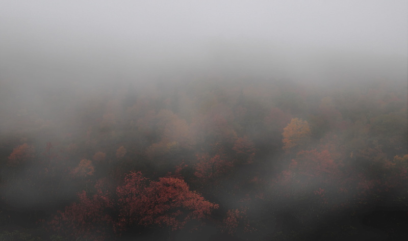 sky, tranquil scene, leaves, photography, plant, smog, cloud, fog, foggy, scenics - nature, tree, fall, environment, cloud - sky, forest, no people, land