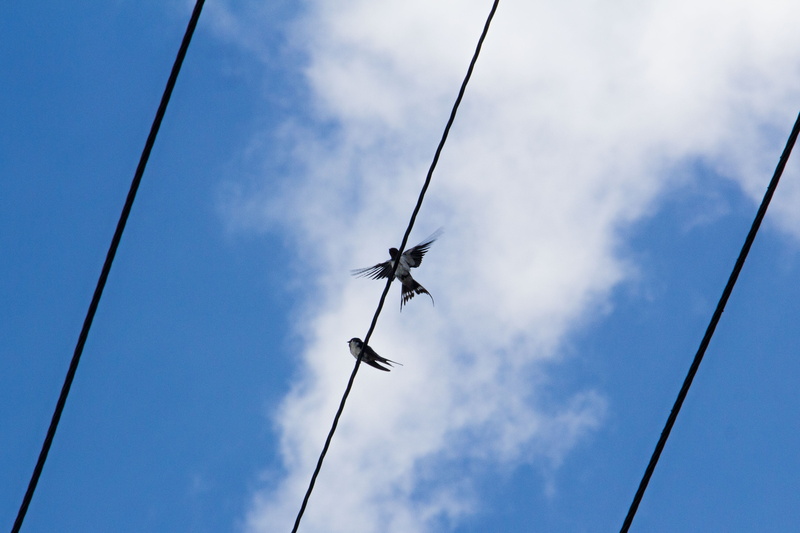 sky, mid-air, air vehicle, no people, electricity, birds, cloud - sky, wires, blue, motion, technology, outdoors, transportation, nature, connection, cable