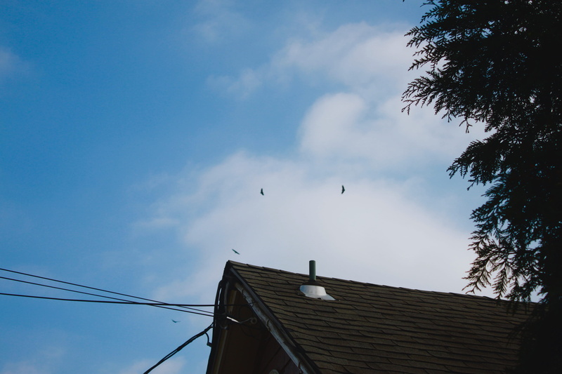 bird, tree, animal wildlife, built structure, 4K, no people, architecture, low angle view, shingles, flock of birds, birds, vertebrate, building, house