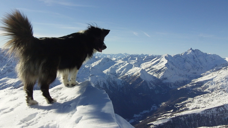 snow, mammal, mountain, nature, pets, snowcapped mountain, domestic animals, beauty in nature, mountain range, rock, animal themes, scenics - nature, winter