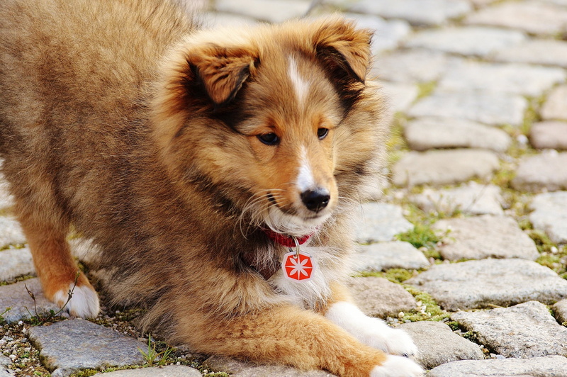 cute, sheepdog, domestic Animals, looking away, mouth open, puppy, young Animal, animal themes, outdoors, shetland Islands, footpath, portrait, pomeranian